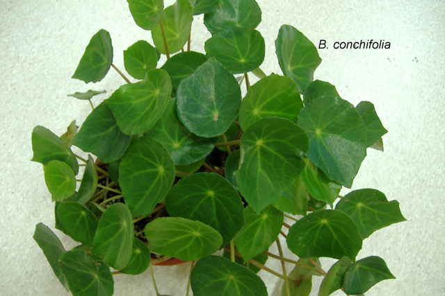 B. conchifolia var. conchifolia